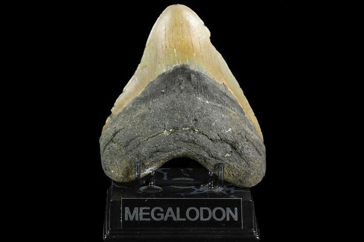 Fossil Megalodon Tooth - North Carolina #124339
